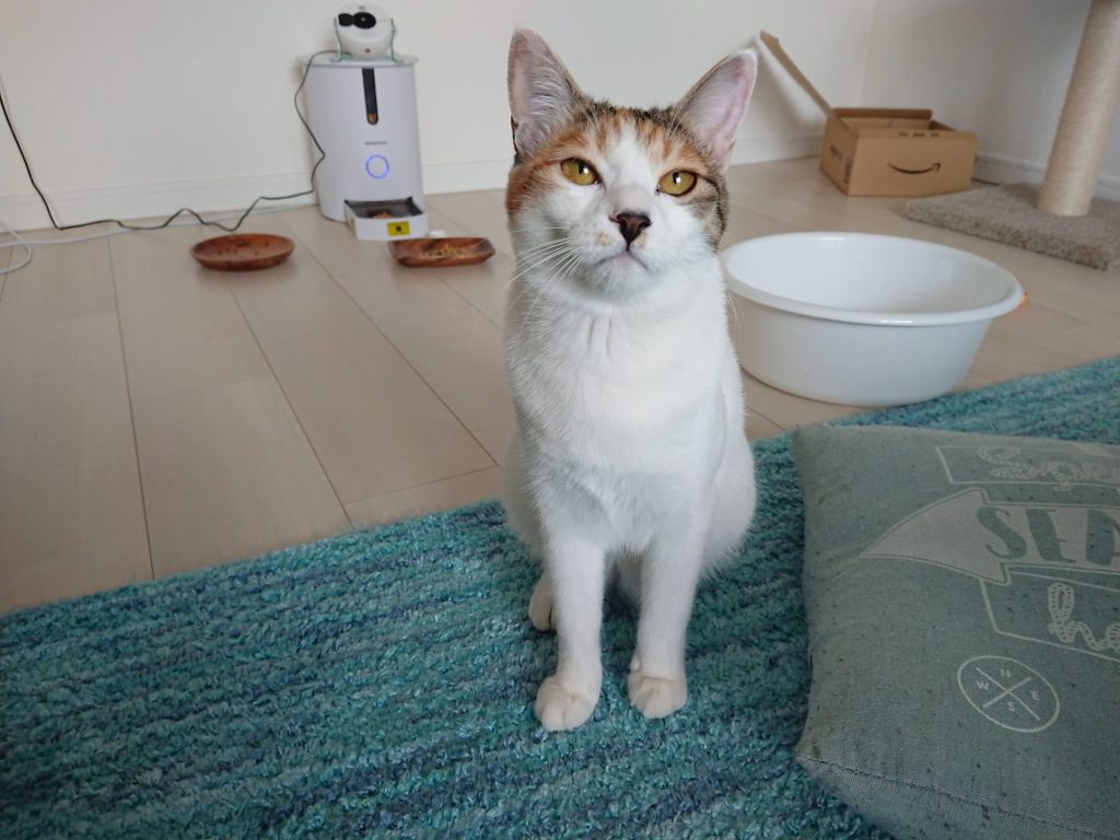 白ミケ猫